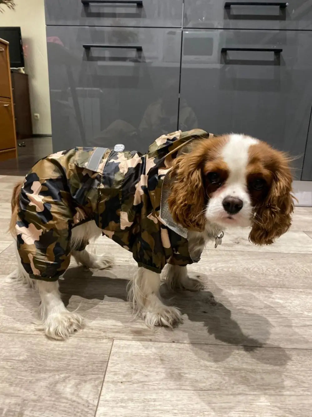 Impermeable para Perros con Capucha, Mono de Lluvia Reflectante con Malla Transpirable, Poncho Ligero para Cachorros Pequeños para Uso en Exteriores
